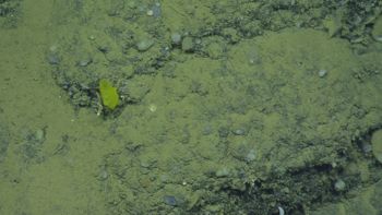 Media type: image;   Invertebrate Zoology 153114 Description: live specimen;